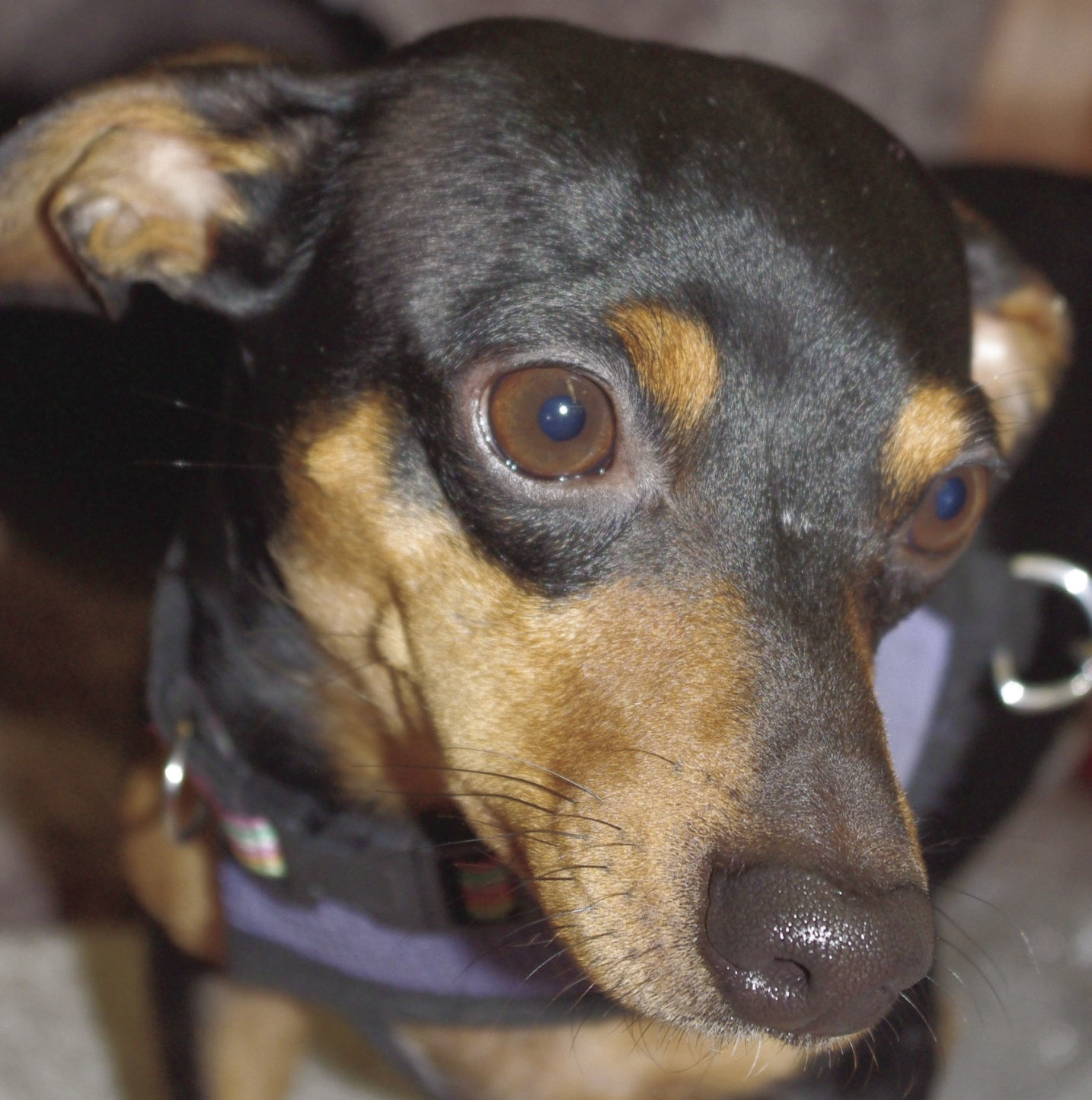 Pets of the Week: Joey